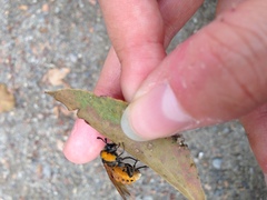 Cimbicidae