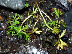 Ranunculus glabrifolius