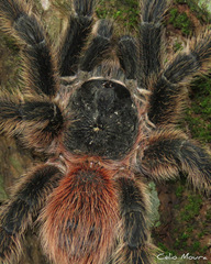 Lasiodora
