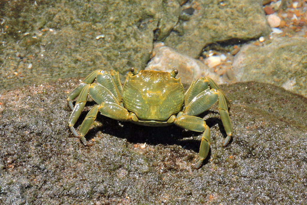 Green Rock Crab