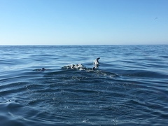 Zalophus californianus