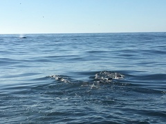 Zalophus californianus