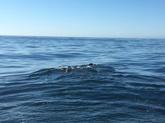 Zalophus californianus
