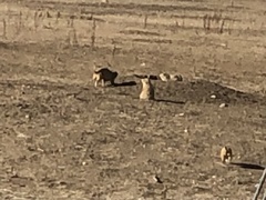 Cynomys ludovicianus