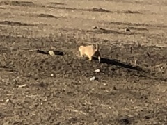 Cynomys ludovicianus