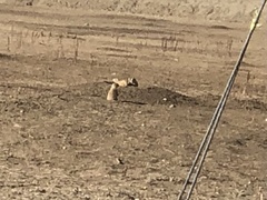 Cynomys ludovicianus