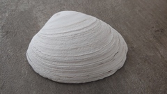 Saxidomus gigantea