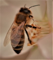Apis mellifera