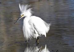 Egretta thula