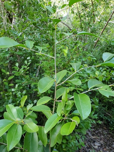 Image of Drypetes diversifolia by (c) Tom Field, some rights reserved (CC BY)