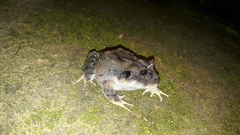 Strabomantis ruizi