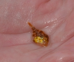 Stephanolepis hispida