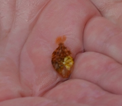 Stephanolepis hispida