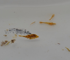 Stephanolepis hispida