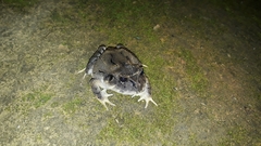 Strabomantis ruizi