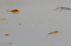 Stephanolepis hispida