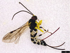 Sericopimpla crenator