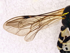 Sericopimpla crenator