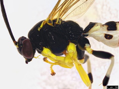 Sericopimpla crenator