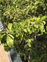 Solanum diphyllum