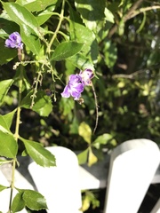 Solanum diphyllum