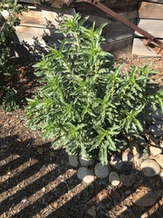 Solanum diphyllum