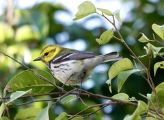 Setophaga virens