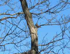 Sittiparus varius