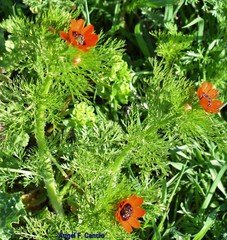 Adonis annua