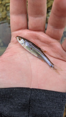 Lythrurus fasciolaris