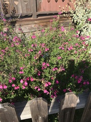 Magnoliopsida