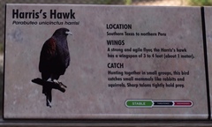 Parabuteo unicinctus harrisi