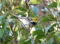Setophaga virens