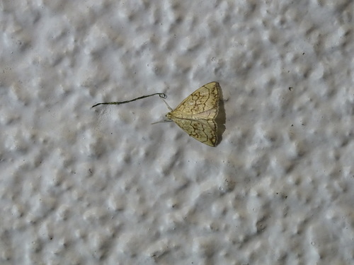 Purple-backed Cabbageworm Moth, Assen, Nederland, photo 7 of 10