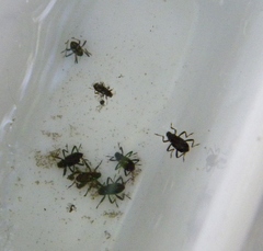Ancyronyx variegata