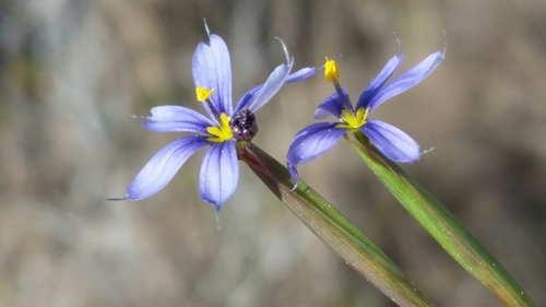 Image of Sisyrinchium miamiense by (c) Jay Horn, some rights reserved (CC BY)