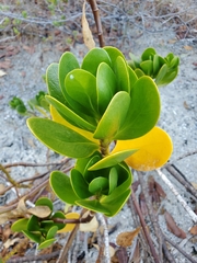 Scaevola plumieri image