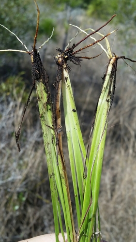 Image of Sisyrinchium miamiense by (c) Jay Horn, some rights reserved (CC BY)