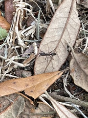 Odontomachus brunneus