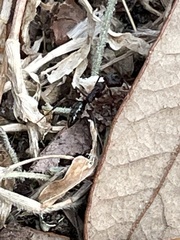 Odontomachus brunneus