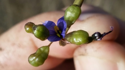 Image of Sisyrinchium miamiense by (c) Jay Horn, some rights reserved (CC BY)