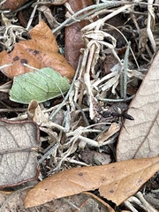 Odontomachus brunneus