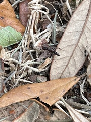 Odontomachus brunneus