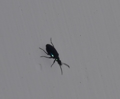 Lebia viridis