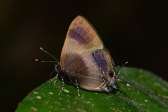 Lamprospilus orcidia