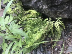 Adiantum aleuticum aleuticum