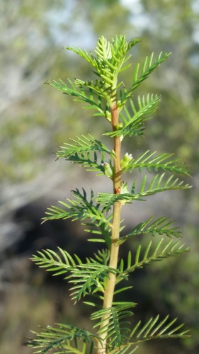 Proserpinaca image