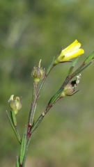 Linum medium texanum