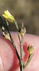 Linum medium texanum