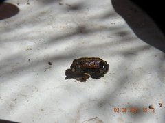 Physalaemus biligonigerus